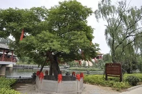 分享一张最近随手拍的照片汝阳杜康村