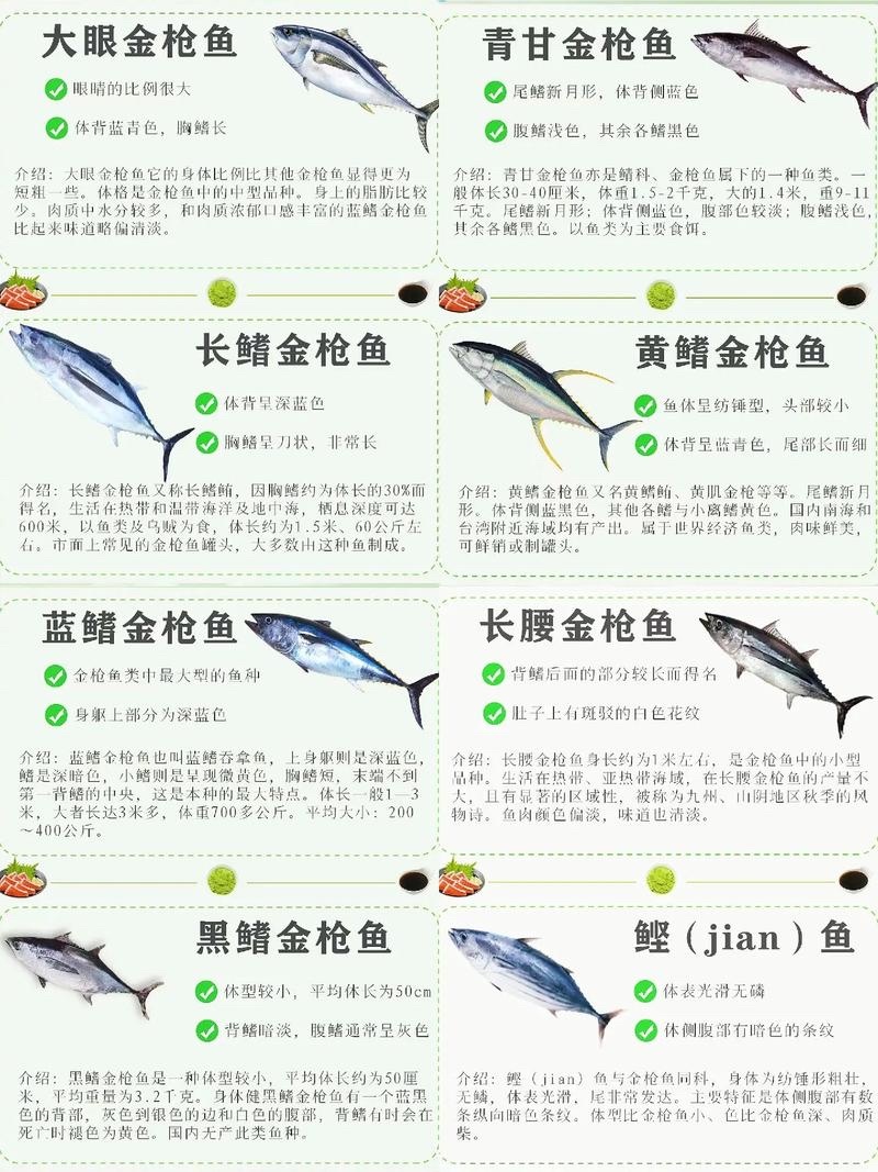 超800斤的金枪鱼被拍出20万 花费20万拍下800斤巨型金枪鱼，老板没有独自享