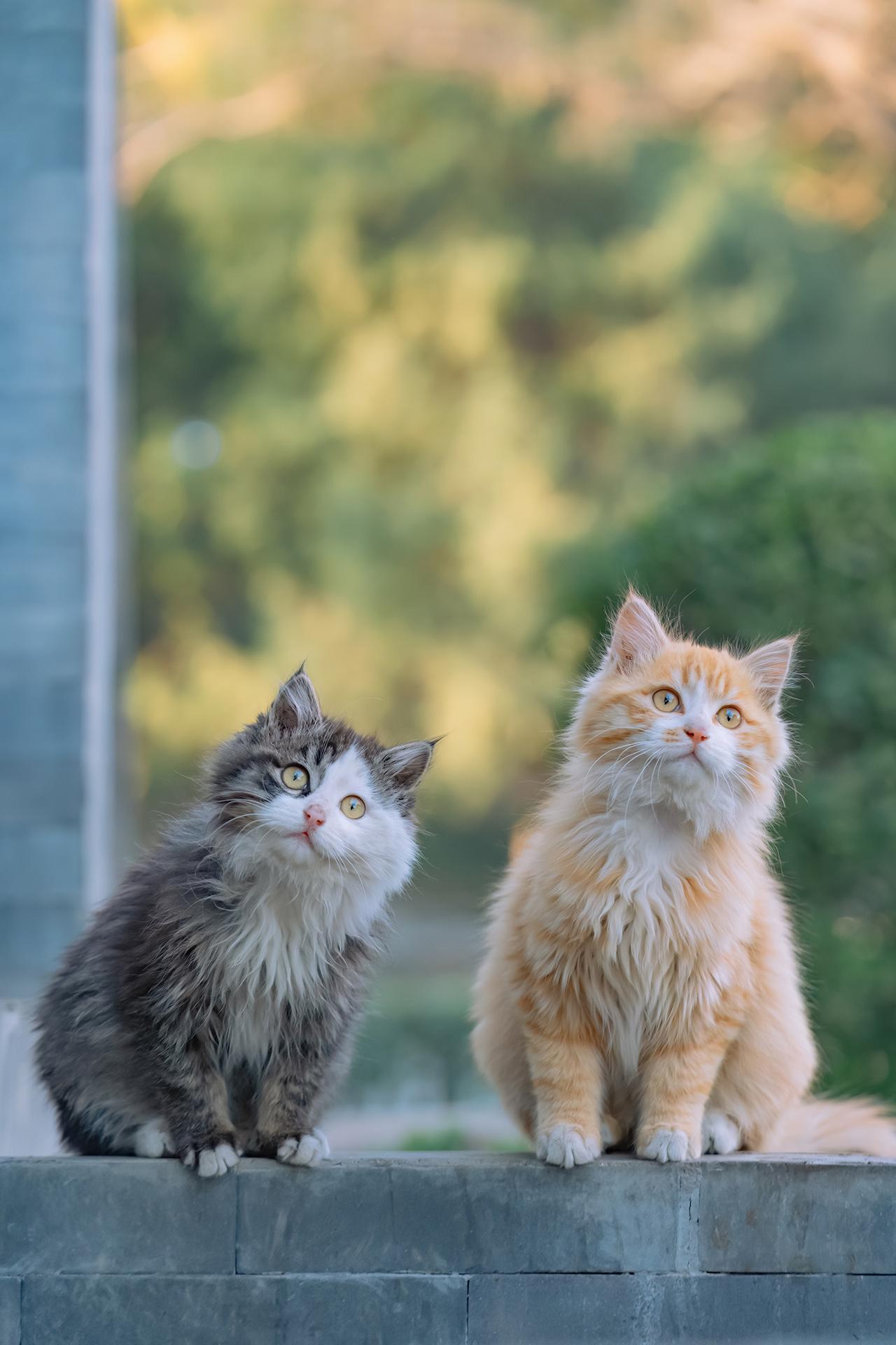 拍猫十多年，每张都是得意之作。又到了和大家同步猫猫日历壁纸的日子，今天...