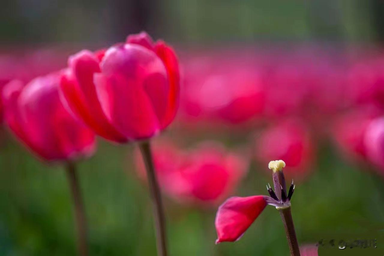 凋零的花