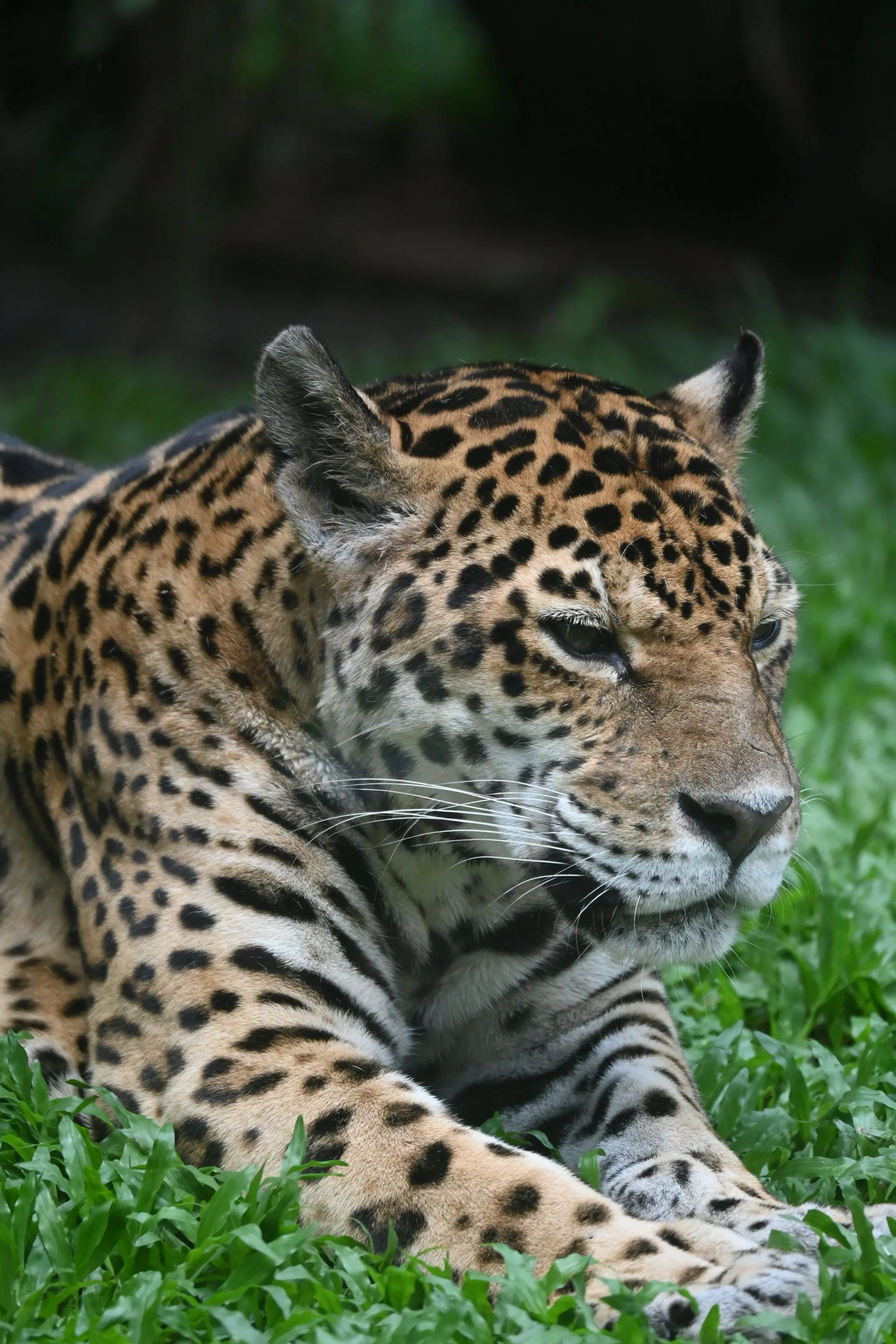 豹。翻相册，发现这两年拍了广动很多动物，挺好的，就是还没拍过河马拉💩...