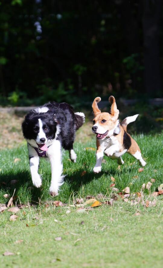 比格犬布鲁酱：小飞比来喽