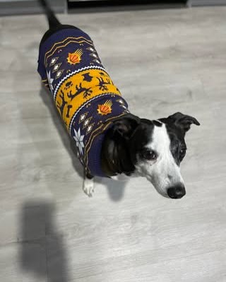 献给所有的狗狗🐶快晒出你家穿着太阳队装备的“毛孩子”们！我们将挑选“最乖的狗狗