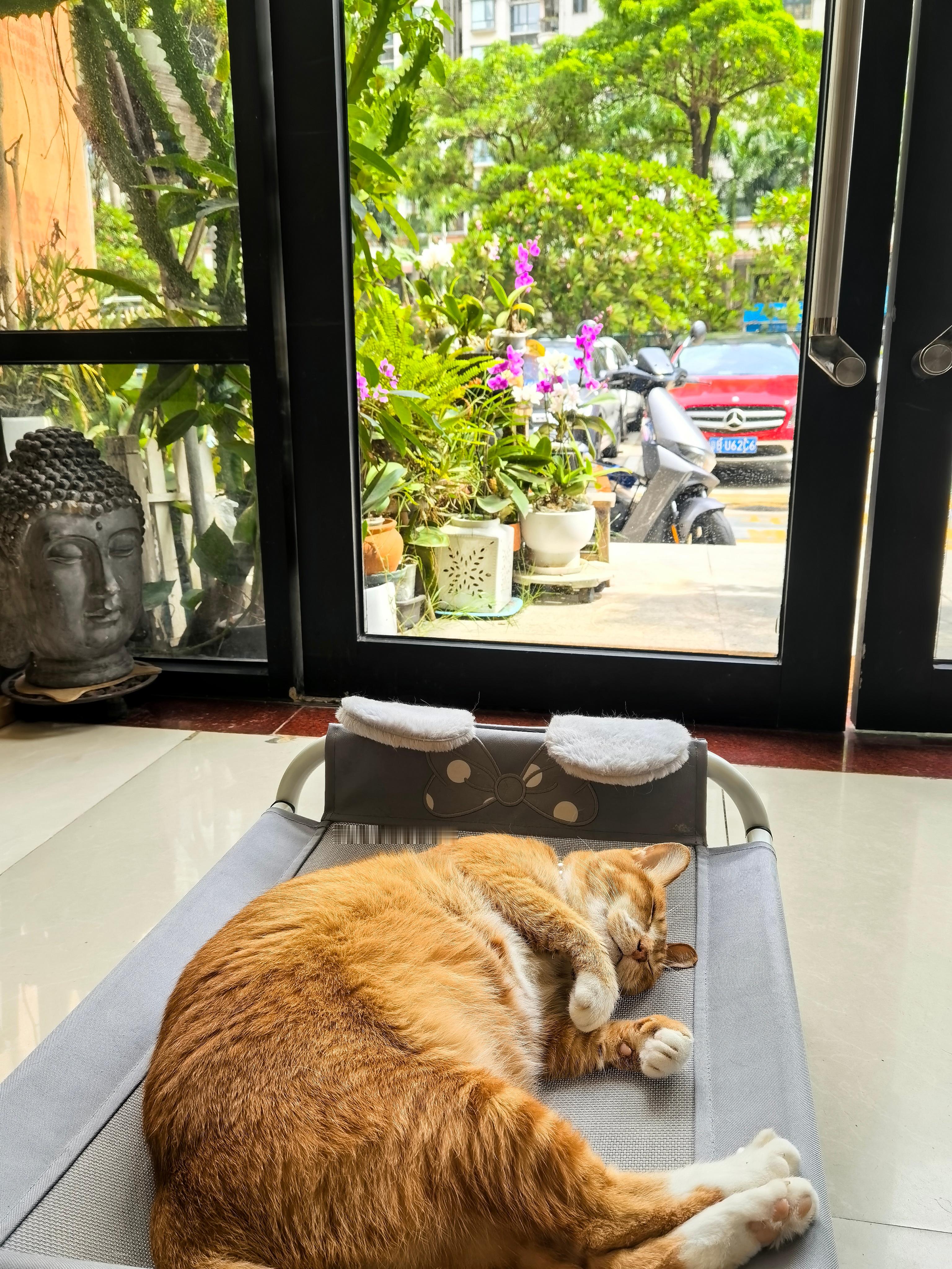 午后的老爷爷。。。猫咪