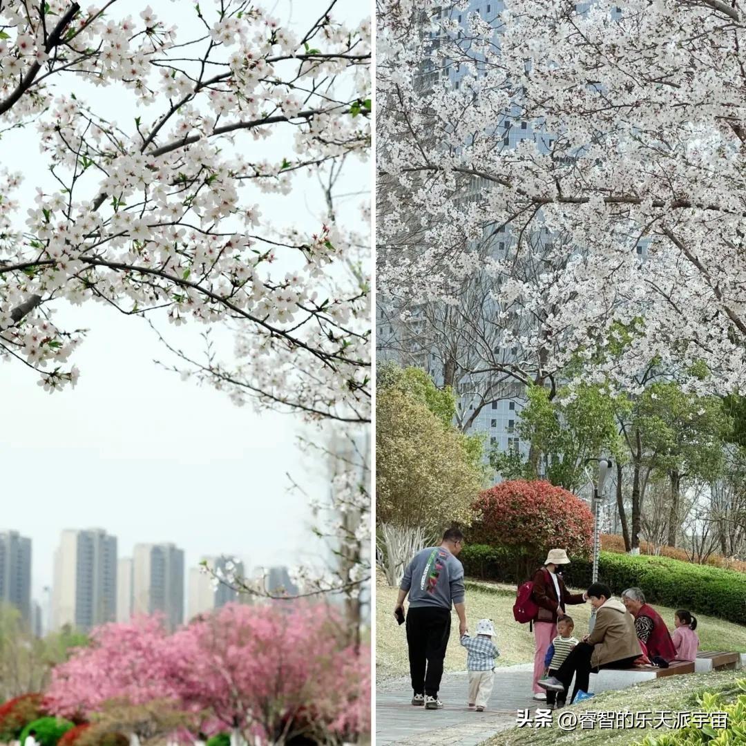 商丘的赏樱地，藏着水乡般的婉约与宁静。在古城墙下的樱花道，成片的樱花树错落有致，