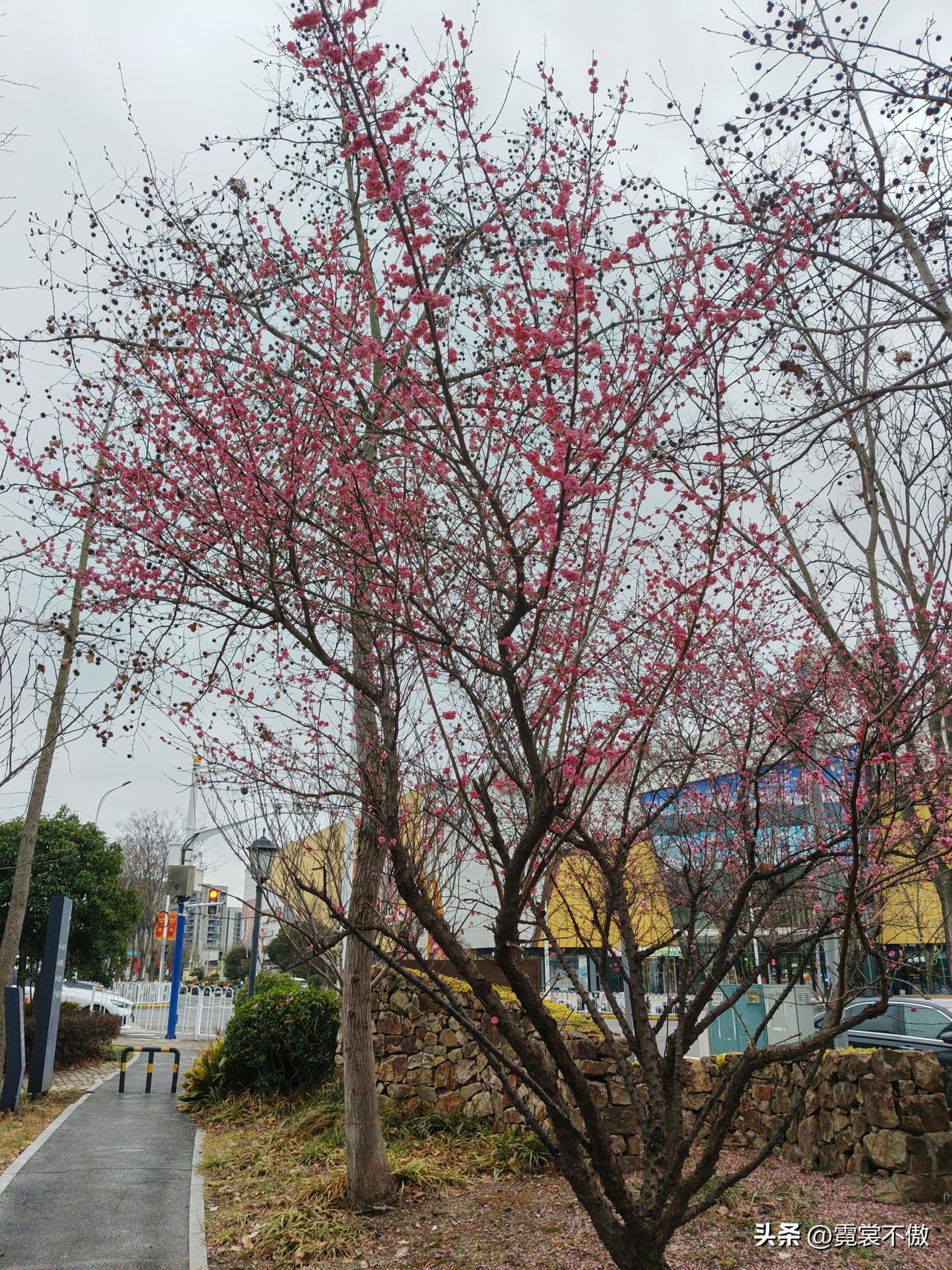 晒图笔记大赛梅花香自苦寒来，终于迎来了春天