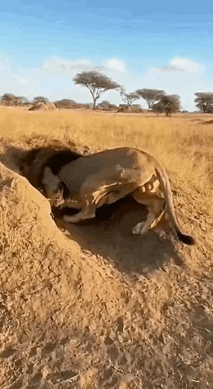 笑不活了！
雄狮撅着屁股掏疣猪幼崽，下一秒就被疣猪妈妈从后面狠狠撞飞！

这狮子