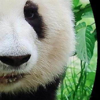 熊猫守护者 | 熊猫守护者‬ 错过了落日余晖，也可以期待满天繁星，你走过路，不管
