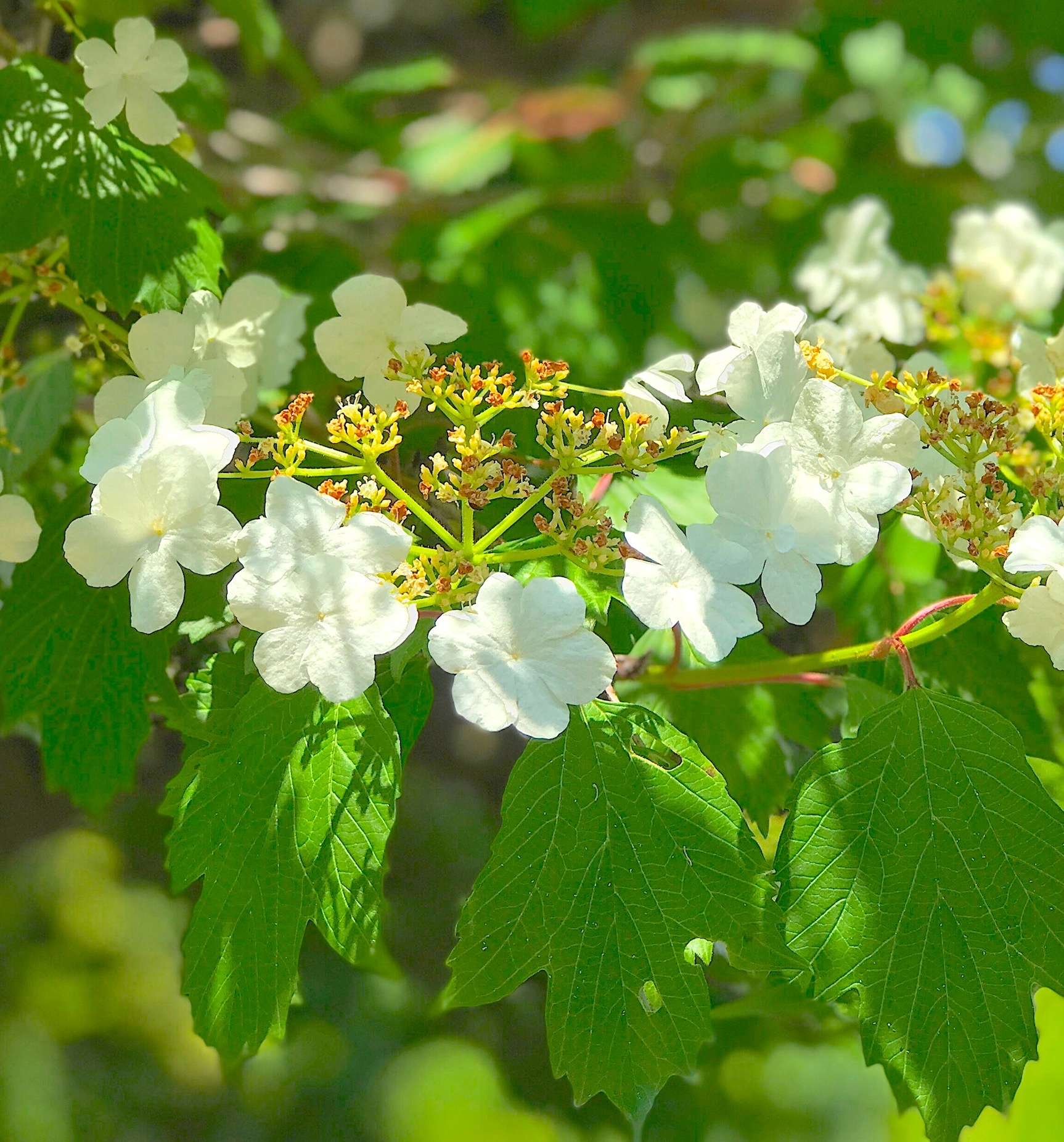 Viburnum opulus var. sargentii，鸡树条，日语カンボ
