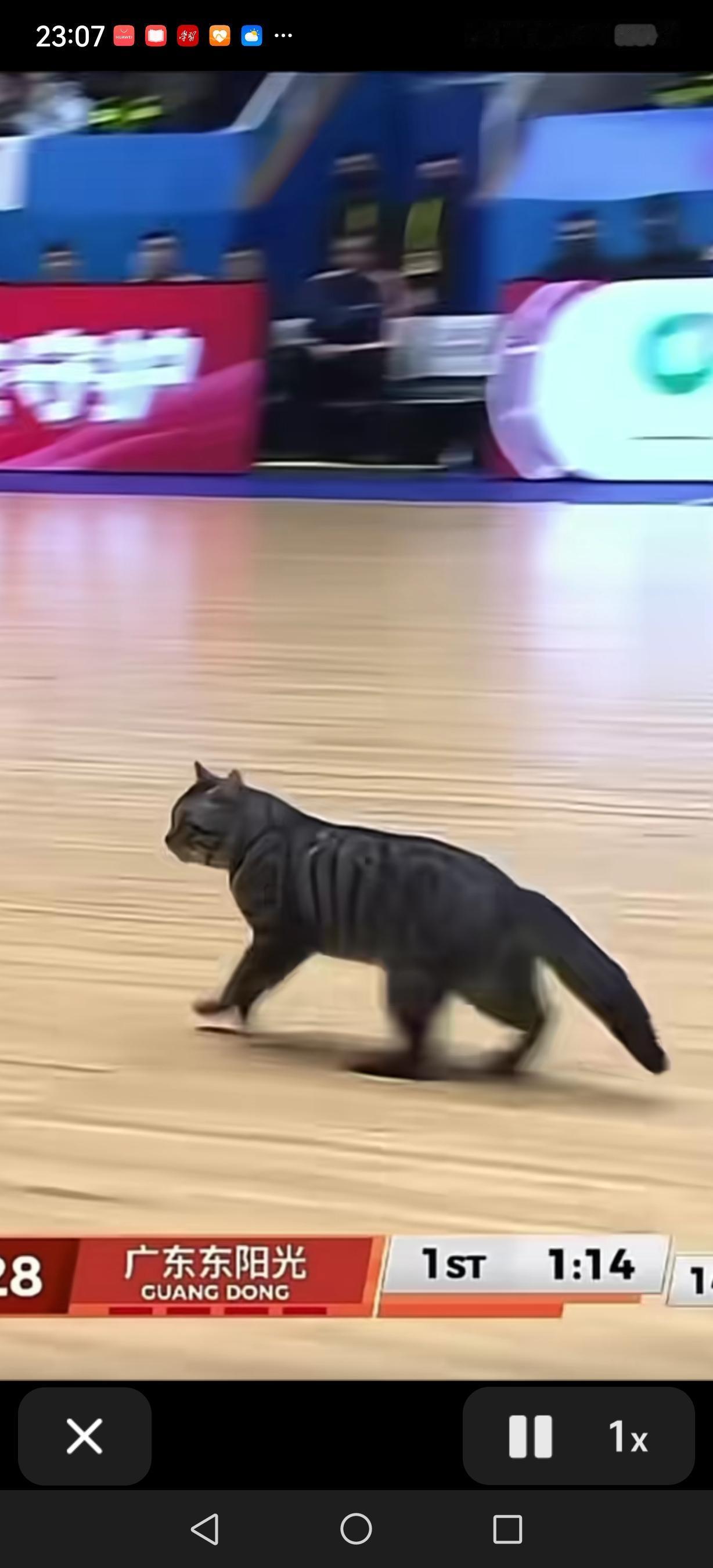 CBA赛场的特殊观众猫先生粉墨登场~
CBA2025 - 26赛季常规赛第17轮