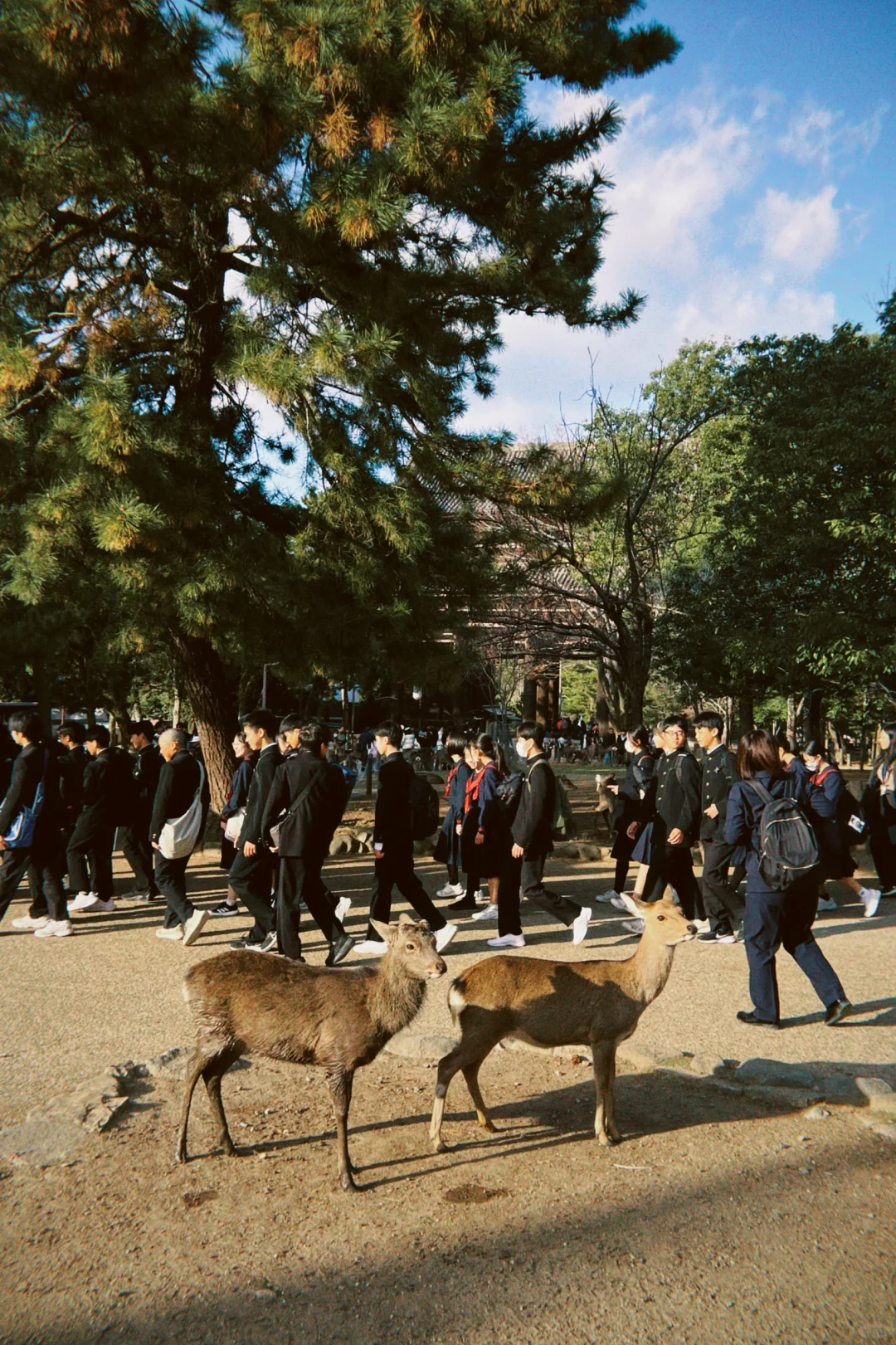 在奈良｜终于来到了想象中很多🦌的城市