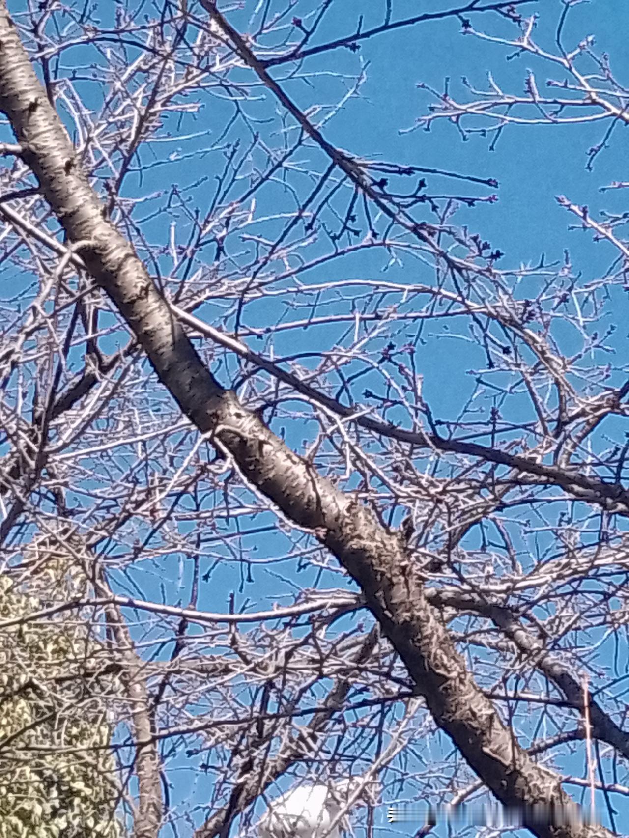 今天是立春前的最后一天了。再次来到去年打卡的樱花树下，仍然和上次一样没有开。为什