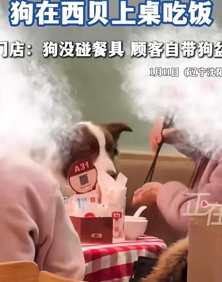 真要命啊，西贝刚消停两天，这又出事。
沈阳某西贝店，一位顾客带狗进店用餐，被网友
