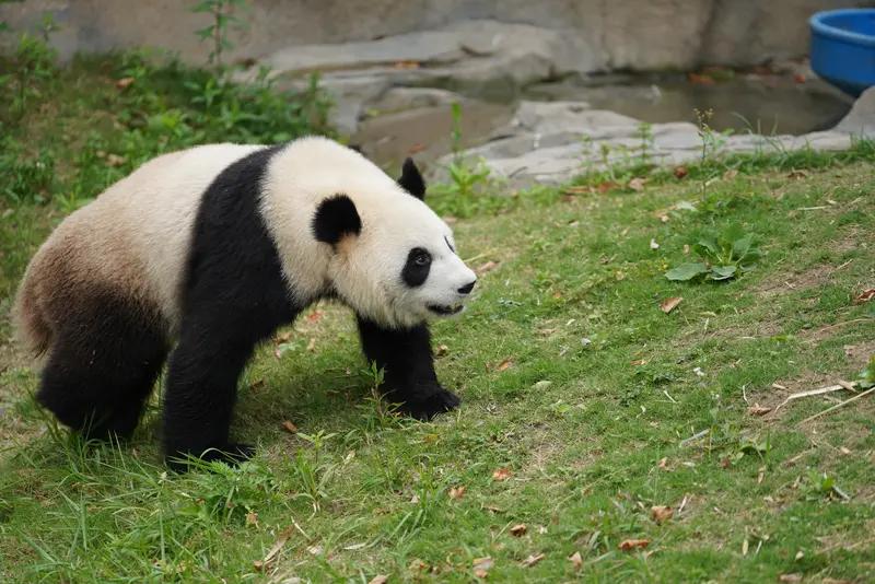 熊猫能获得全世界的喜爱，原因很简单。它一身黑白绒毛，圆滚滚的身材，憨态可掬的模样