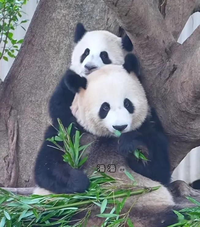 小月亮挺爱妈妈，妈妈在木架上坐着吃饭，它贴着妈妈的背站起来，从后面抱着妈妈的头，