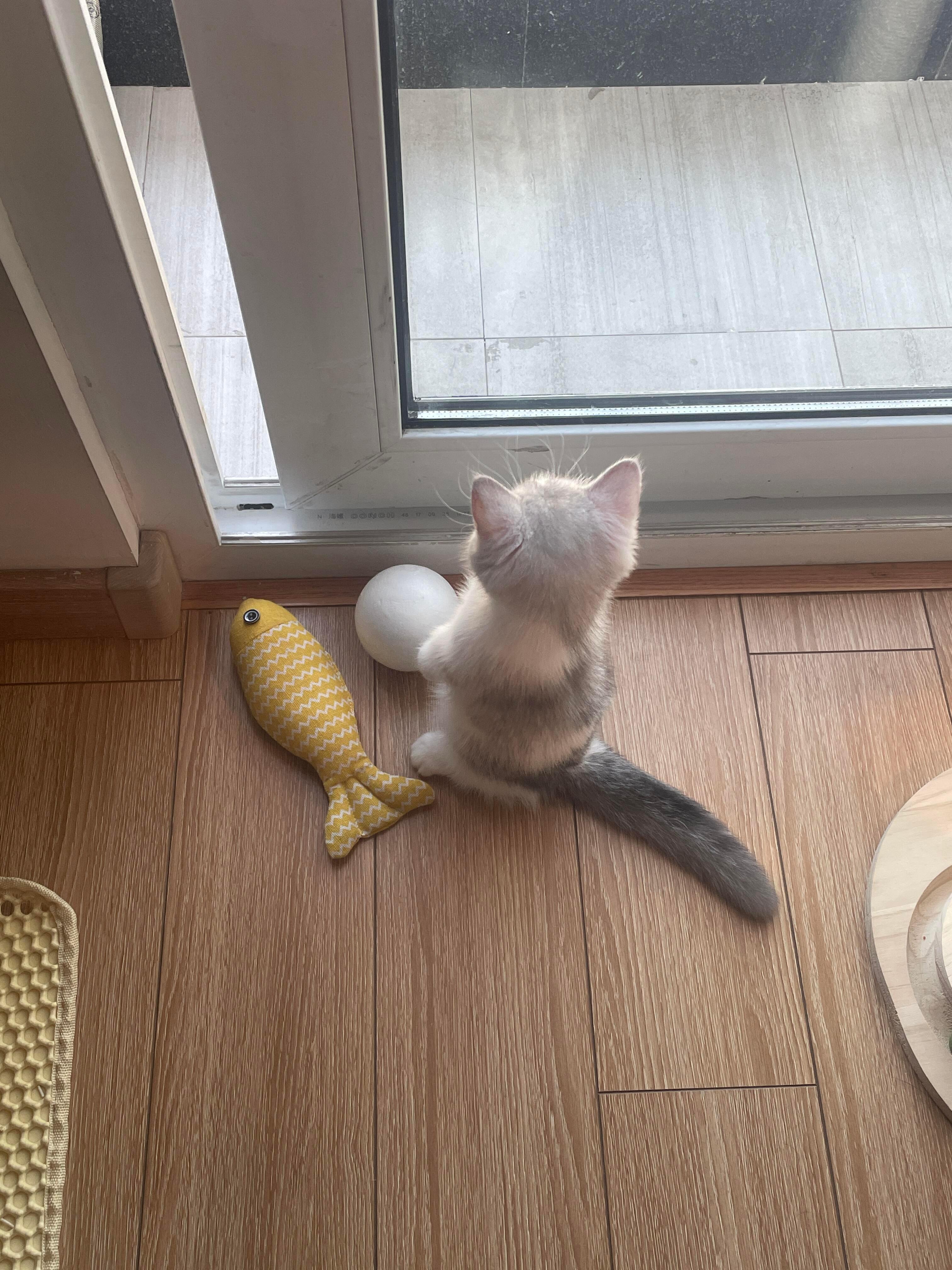 小猫咪也会有烦恼吗不管了一口吃掉 ​​​