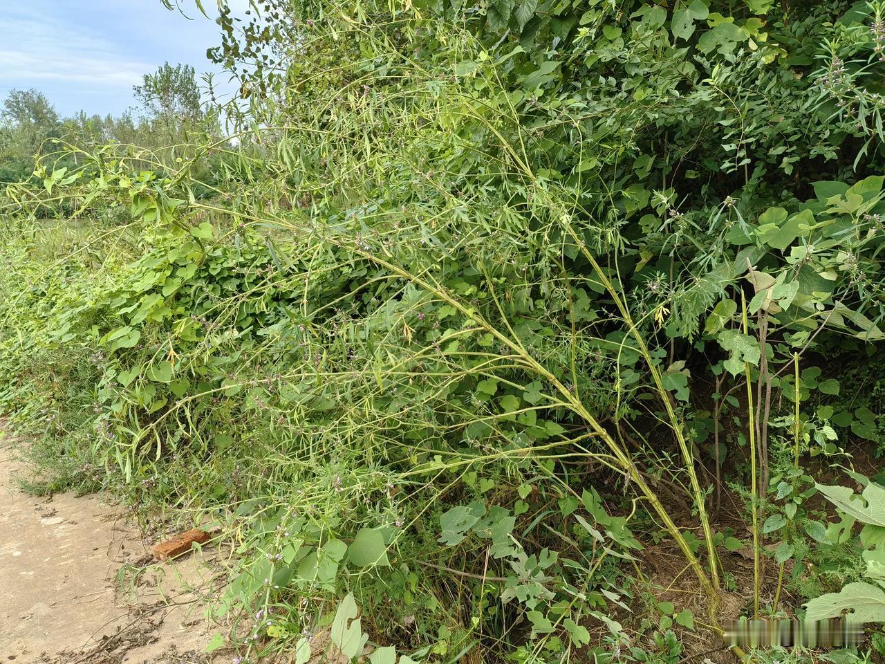益母草