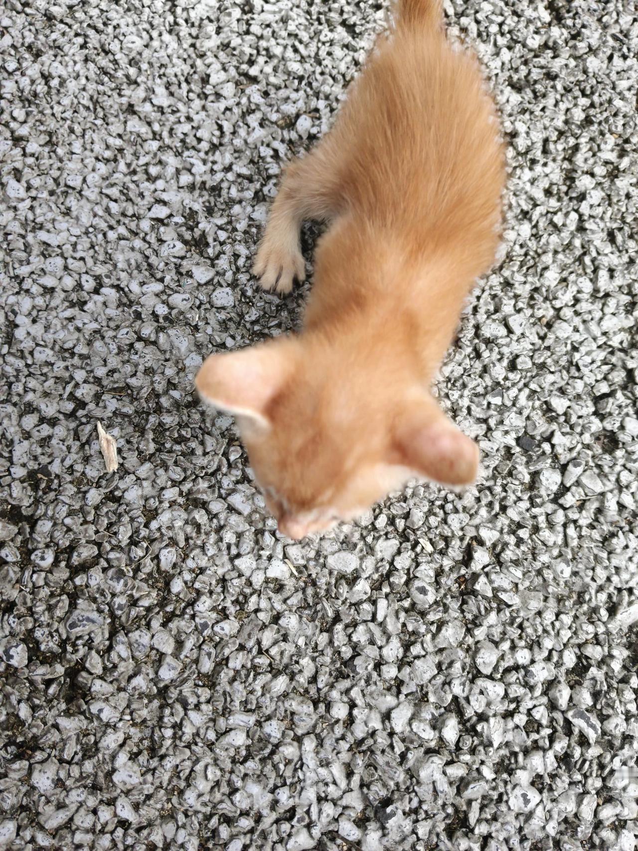 今天早上没下雨了，我跟我姐一起到公园去。

刚走过街口拐弯处就看到一只橘色小猫蜷