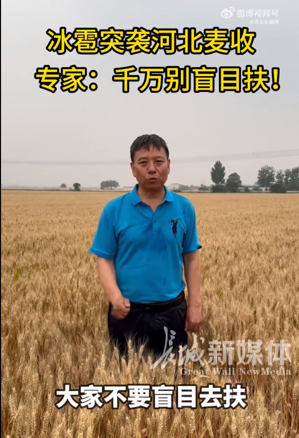 【冰雹突袭河北麦收专家来支招】河北遭暴雨冰雹袭击麦收 6月3日下午，石家庄突降雷