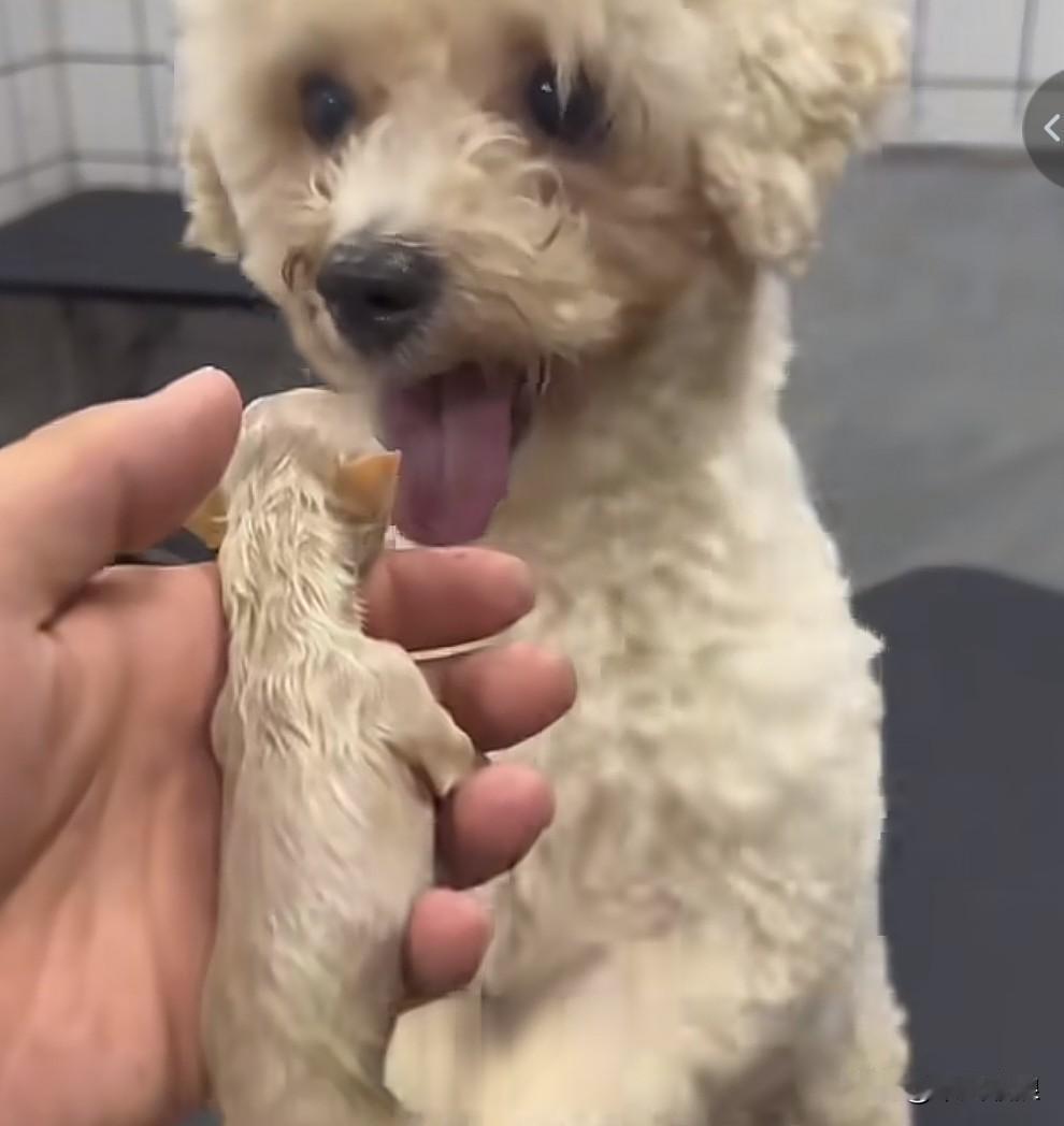 狗妈双手作揖，苦苦哀求主人救救它的孩子。尽管主人苦口婆心地解释：“你的孩子生下来