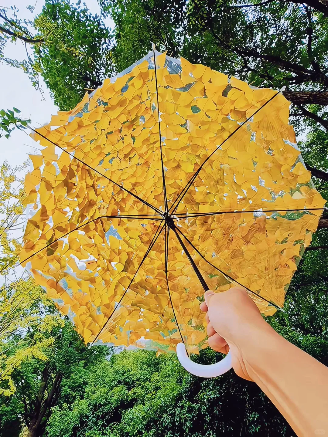 苏州的路边街道🍁已经进化到这种程度了❓