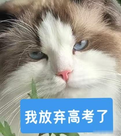 坏消息：本厚米放弃高考了 
