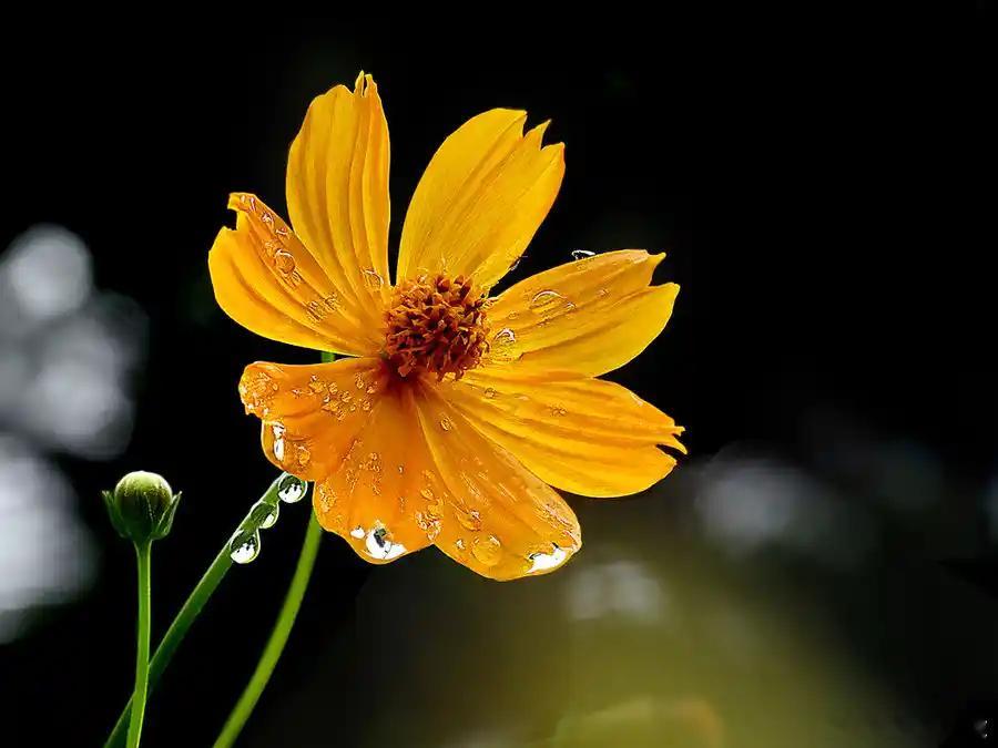 张静初回应买优思益网友仍未获退款张静初回应优思益售后风波，称刚从秘鲁回来，已关注