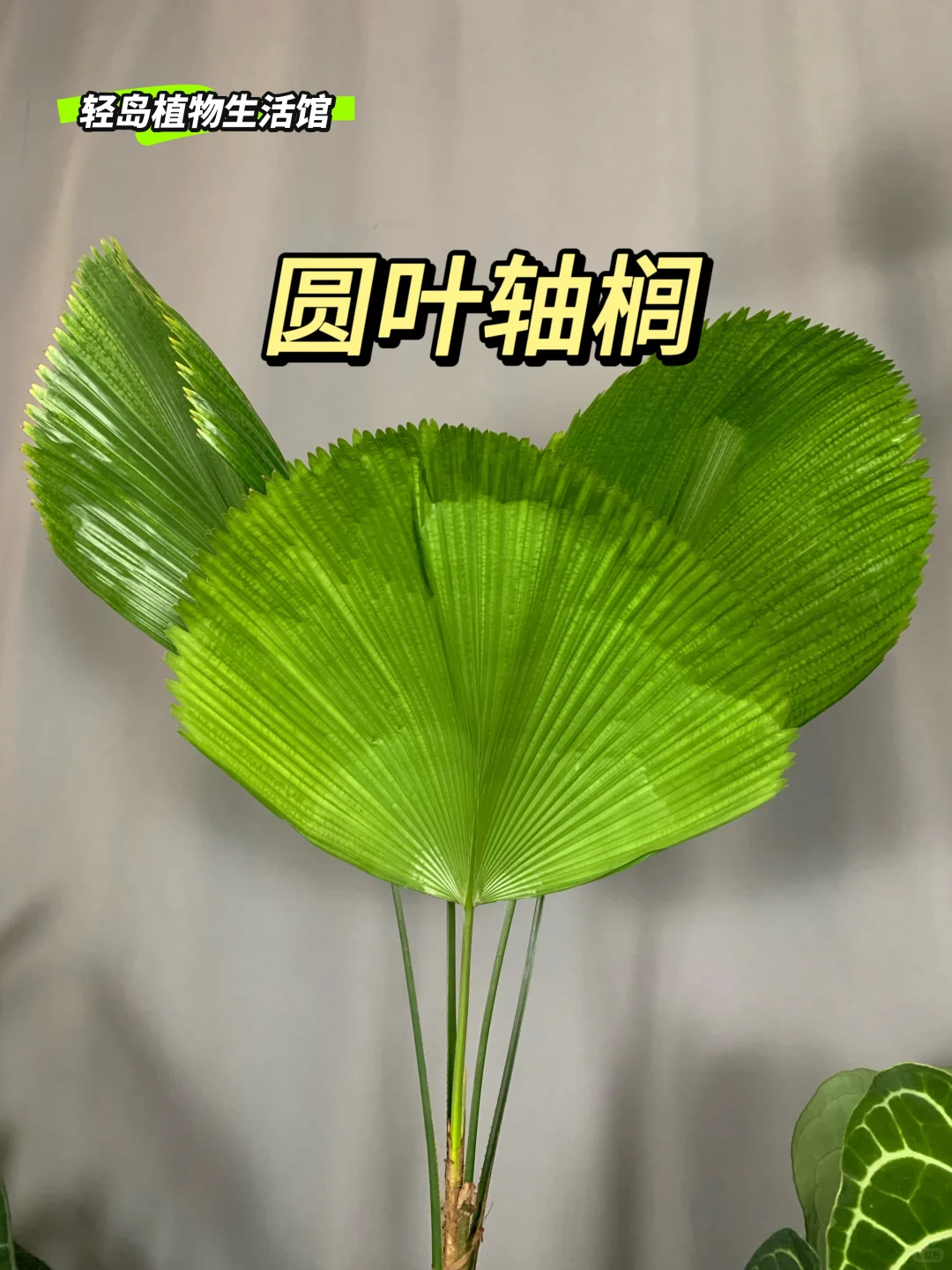 🌴圆叶轴榈，自然的优雅之舞🌴