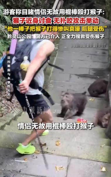 贵阳黔灵山公园里一对情侣无故拿棍子暴打讨食的猴子，视频和文字爆料传开后，瞬间勾起