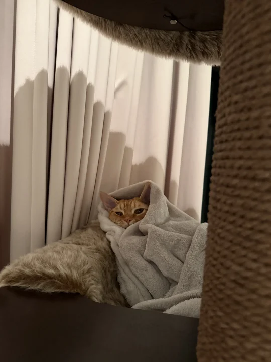 吃坏肚子了吧🥴