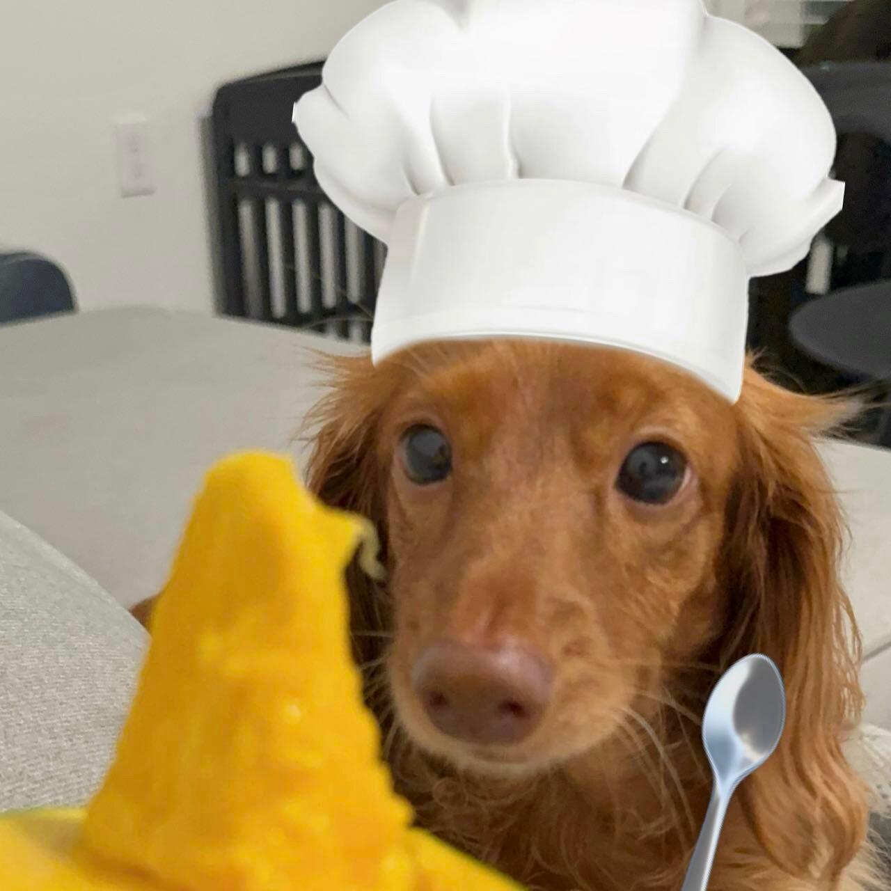 腊肠dooooog!!🌭🍔🥄 ​​​