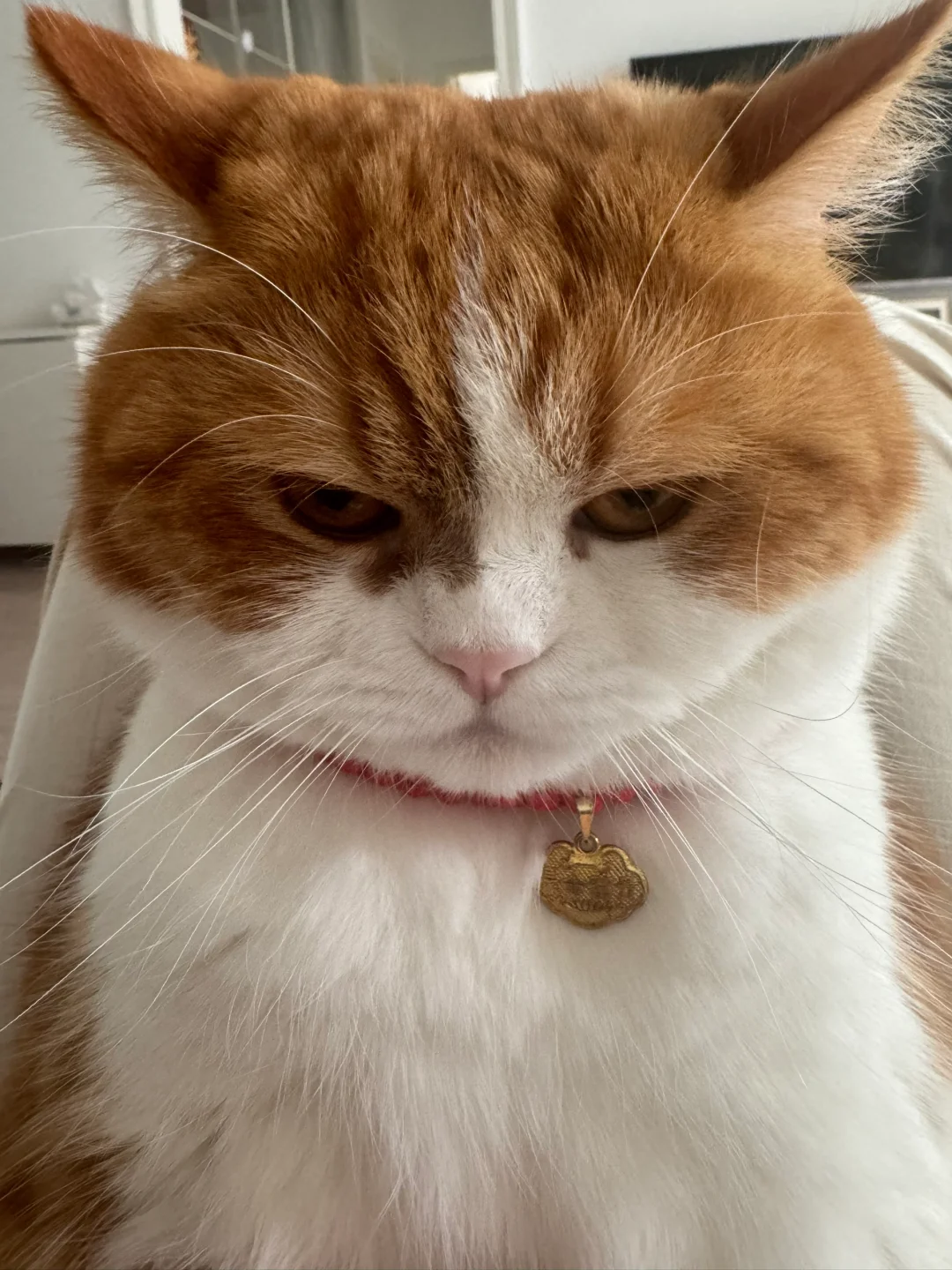 当我骗他有小鱼干…