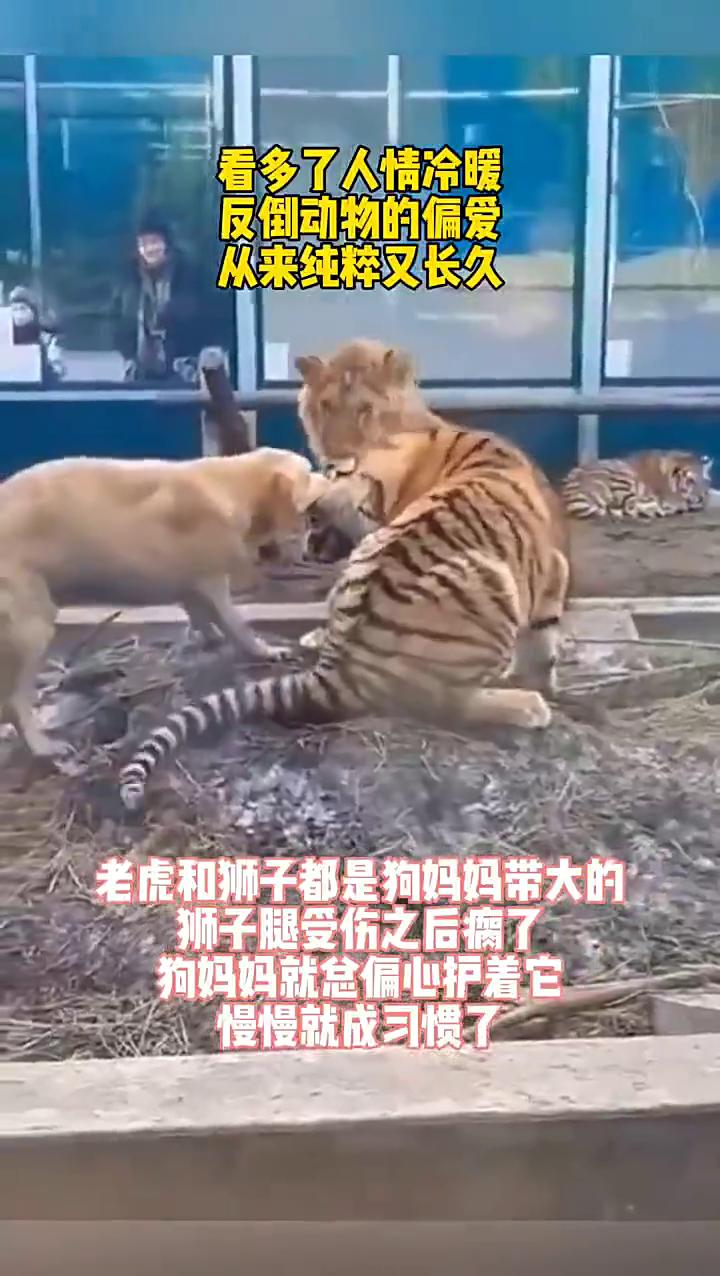 看多了人情冷暖，反倒动物的偏爱从来纯粹又长久。老虎和狮子都是狗妈妈带大的，狮子腿