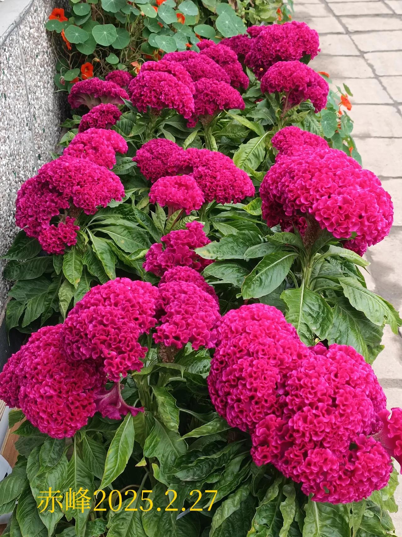 随手拍的花分享随手拍拍，路边的鸡冠花。