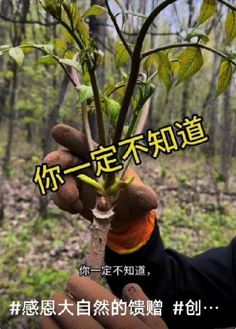 春日山珍刺老芽，药食同源的山野美味✨
 
刺老芽又名刺嫩芽，是春日限定的名贵山野