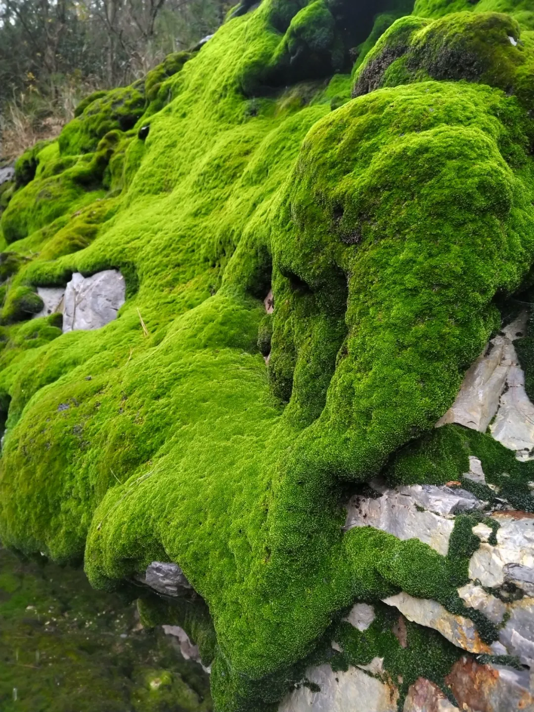 四川的苔藓