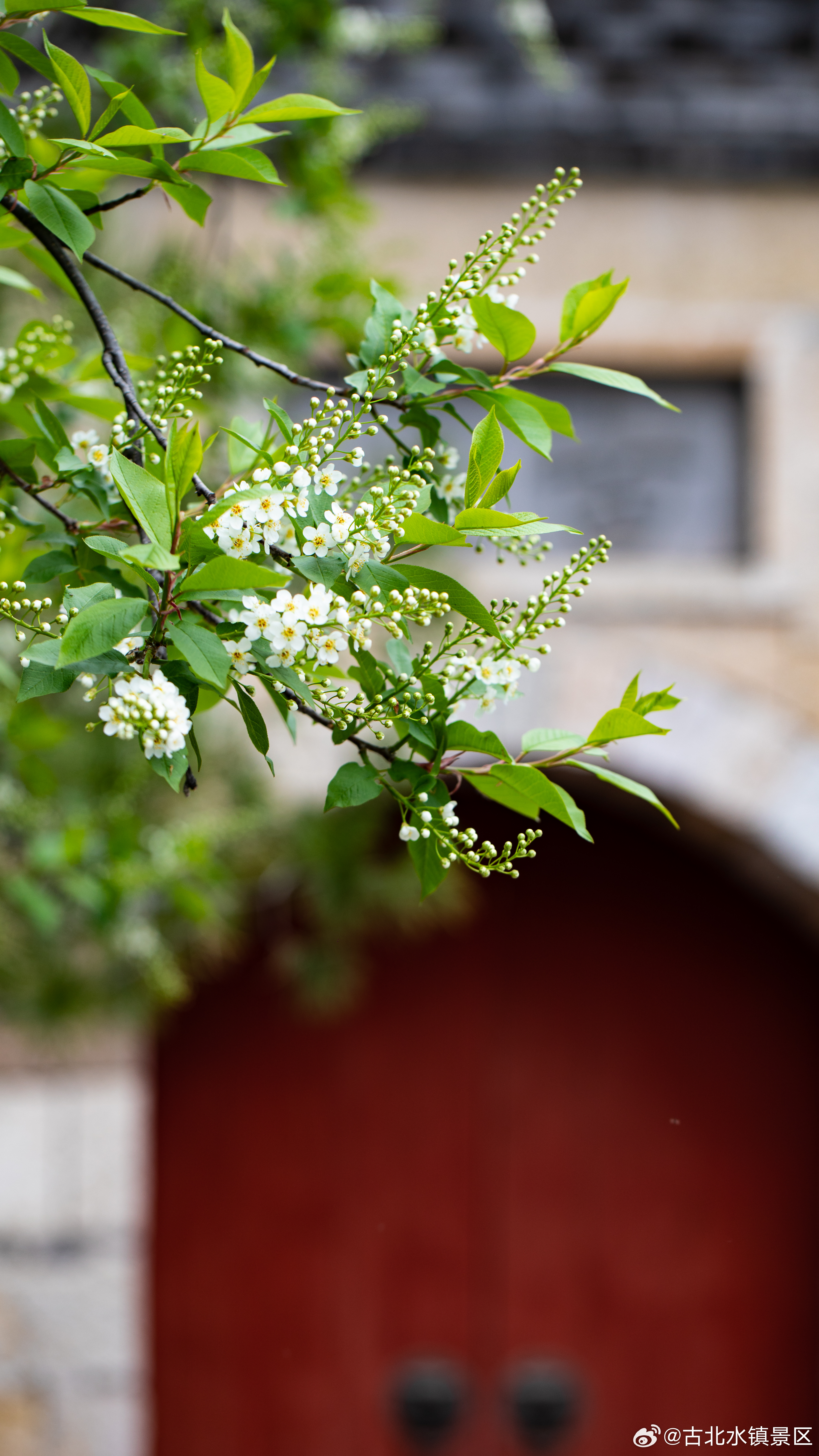 风起时，花信轻摇，岁月在枝头写诗。早安，宝子们~#古北水镇##司马台长城##长城