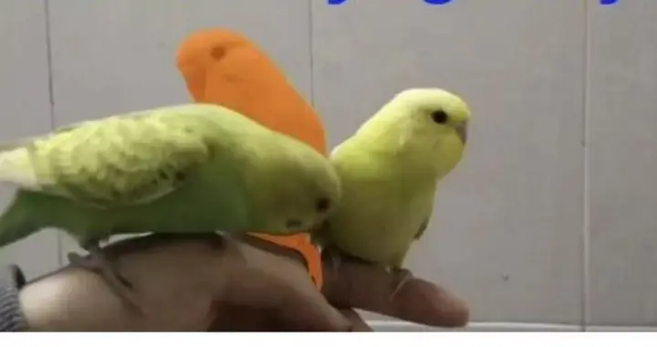 顶刊TPAMI｜多模态视频理解领域重磅数据更新：MeViSv2发布