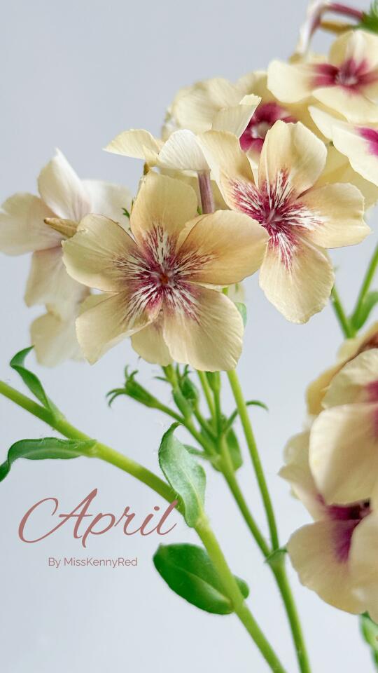 穿越的焦糖福禄考｜在相册里重逢