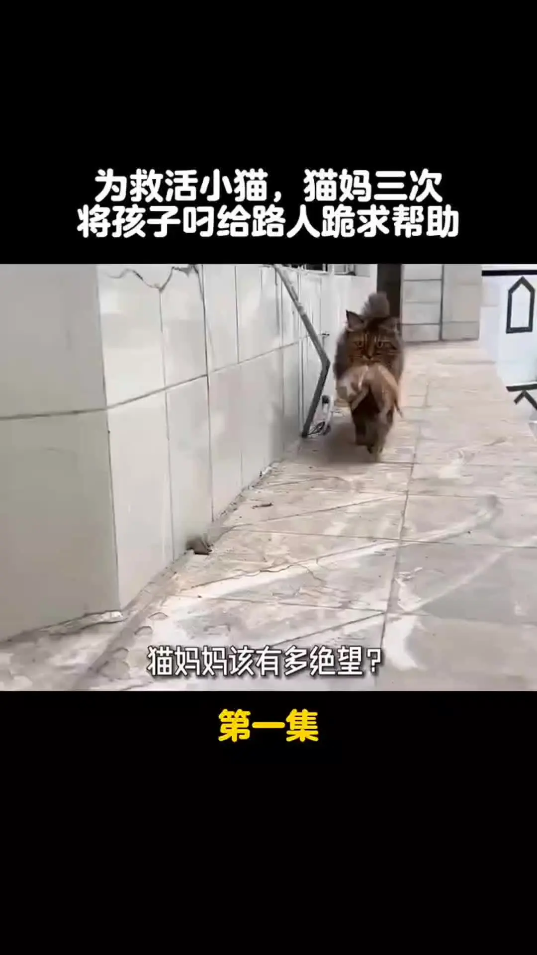 我的观影报告 内容启发搜索 动物的迷惑行为 万物皆有灵性