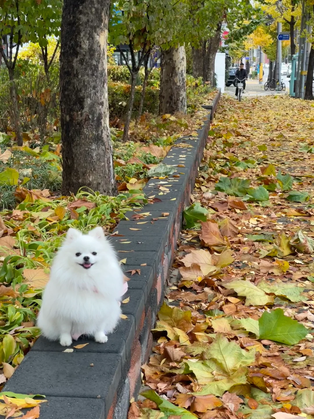 让小狗配合拍照真的很容易