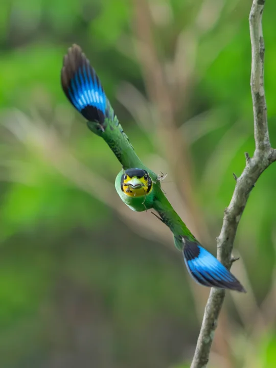 旋风冲锋龙卷风