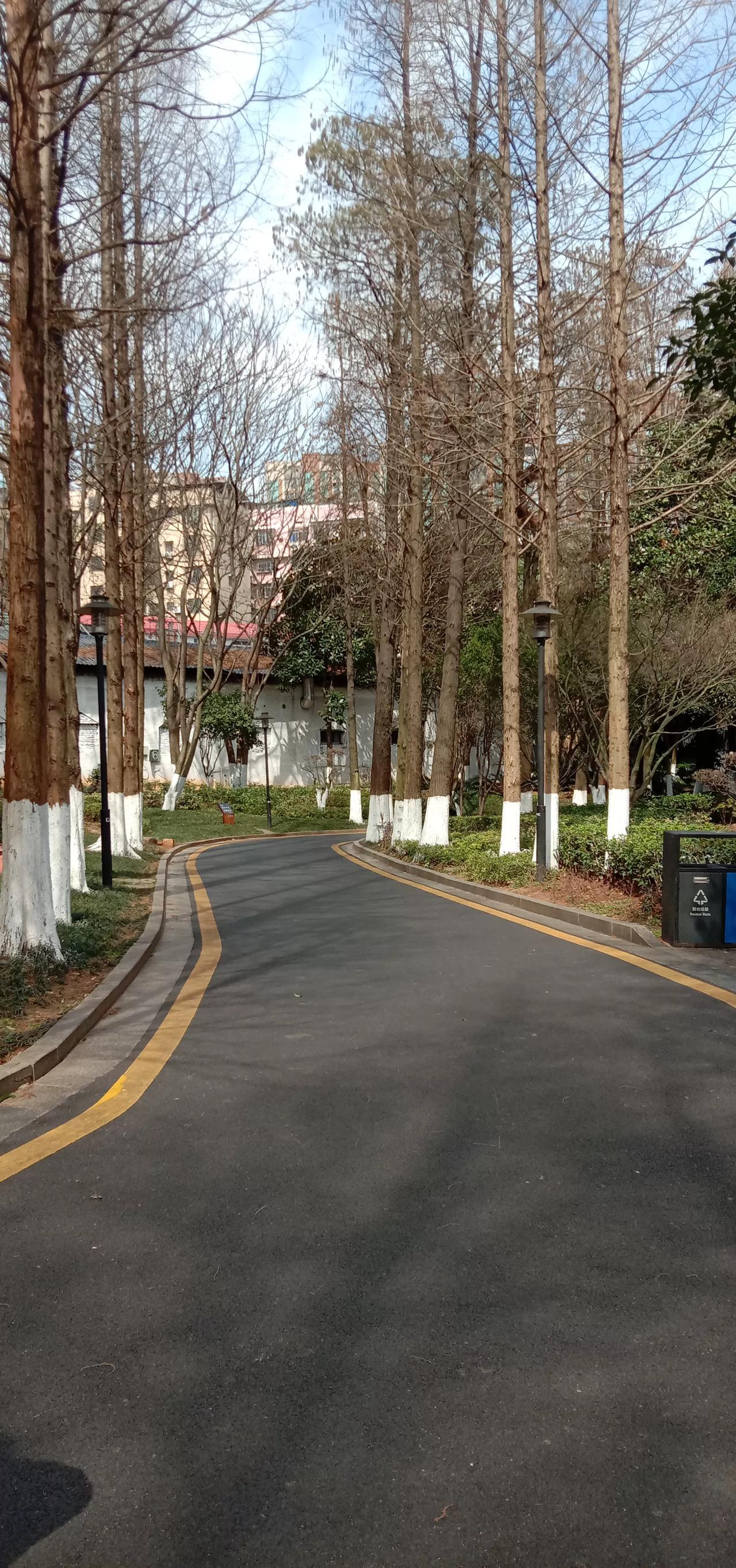 林荫小路曲径通，翠色斑驳树影中。