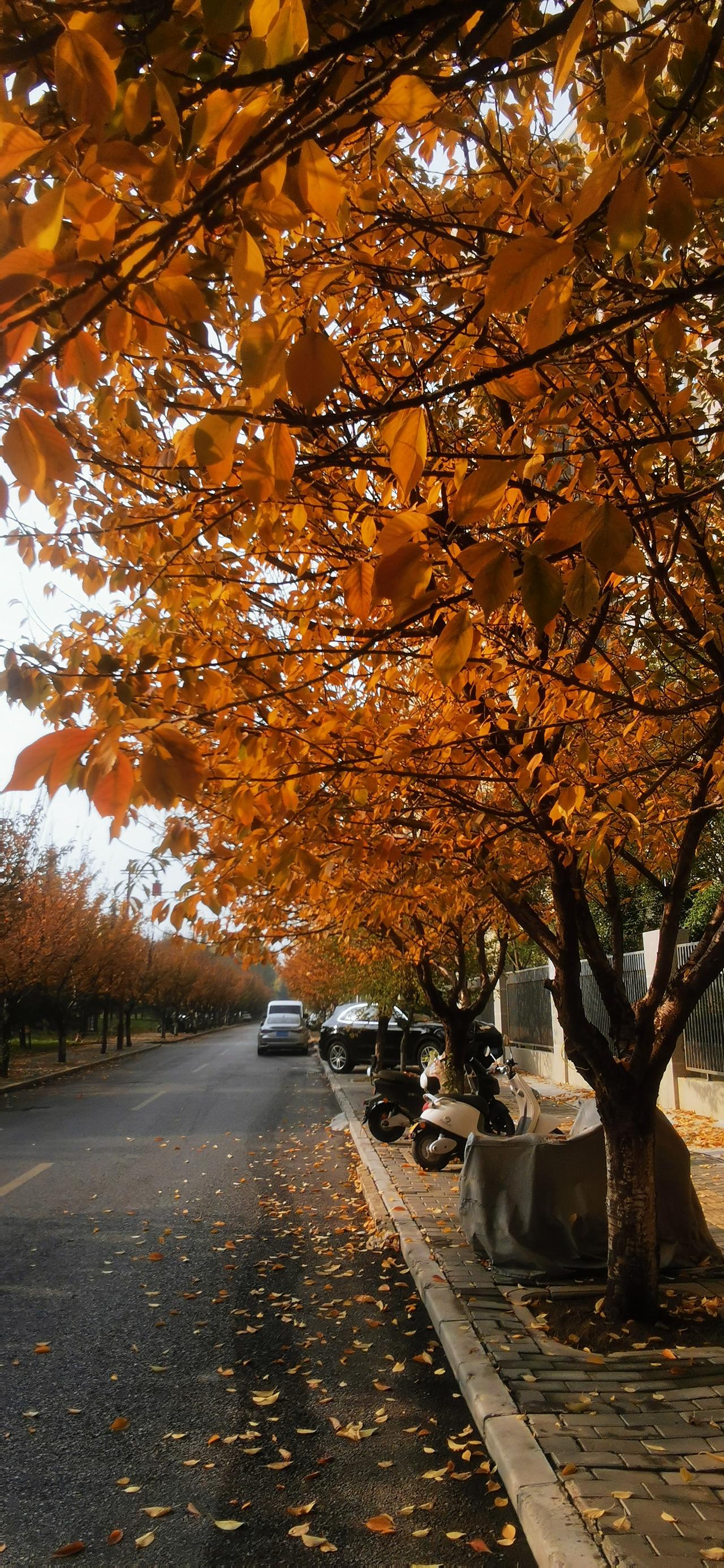 咸阳湖二期湿地公园秋色绚烂，让人流连忘返。