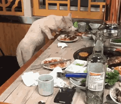 去了躺厕所，回来发现一只可怜的流浪猫
在饭桌上吃东西，吃的时候还时不时看着人，