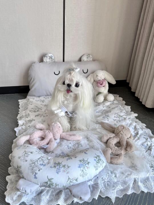 马尔济斯｜看得出她是公主👸