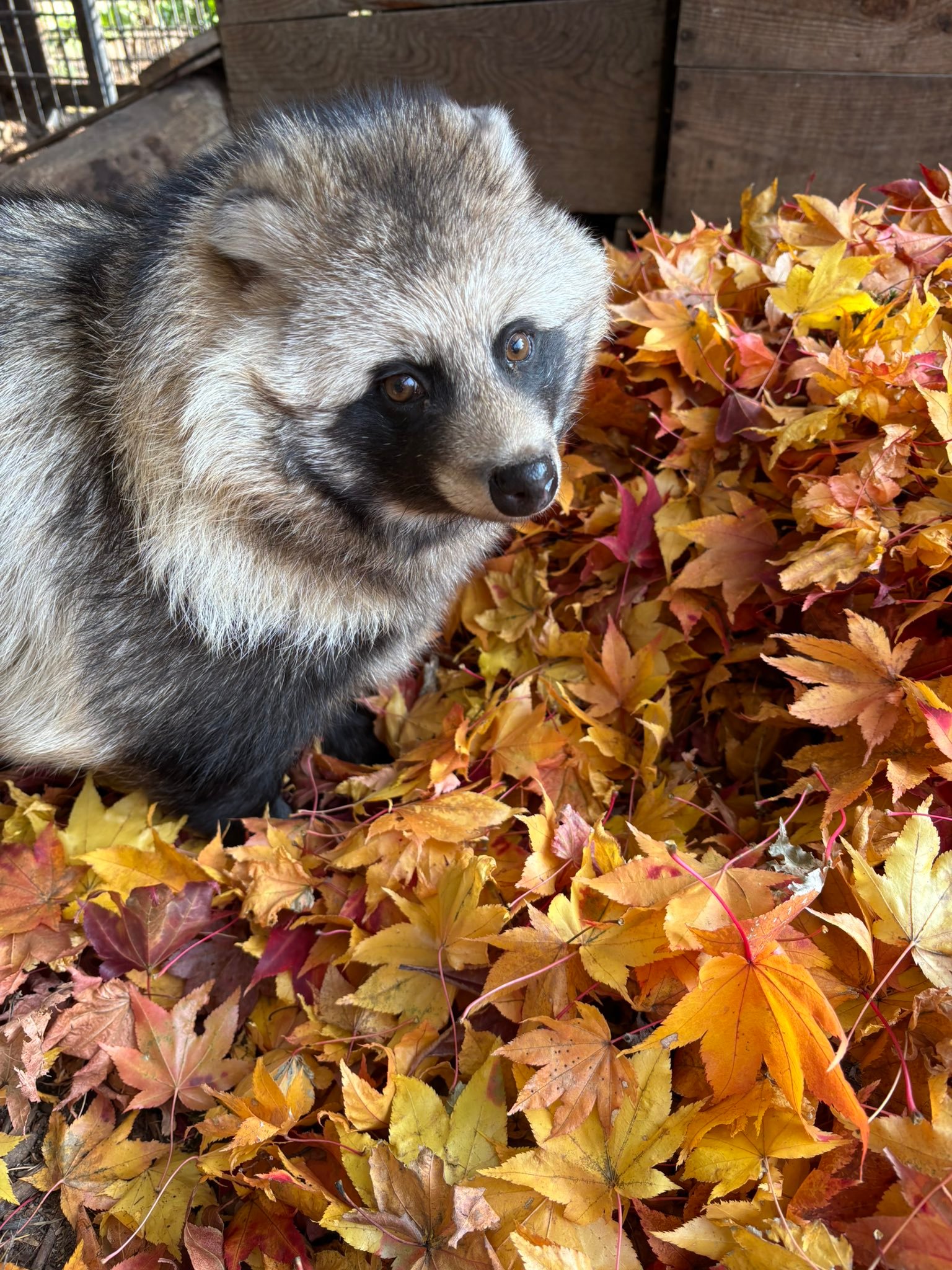 貉子 冬日里的貉貉是烤红薯味儿的【推：obizoo_official】 