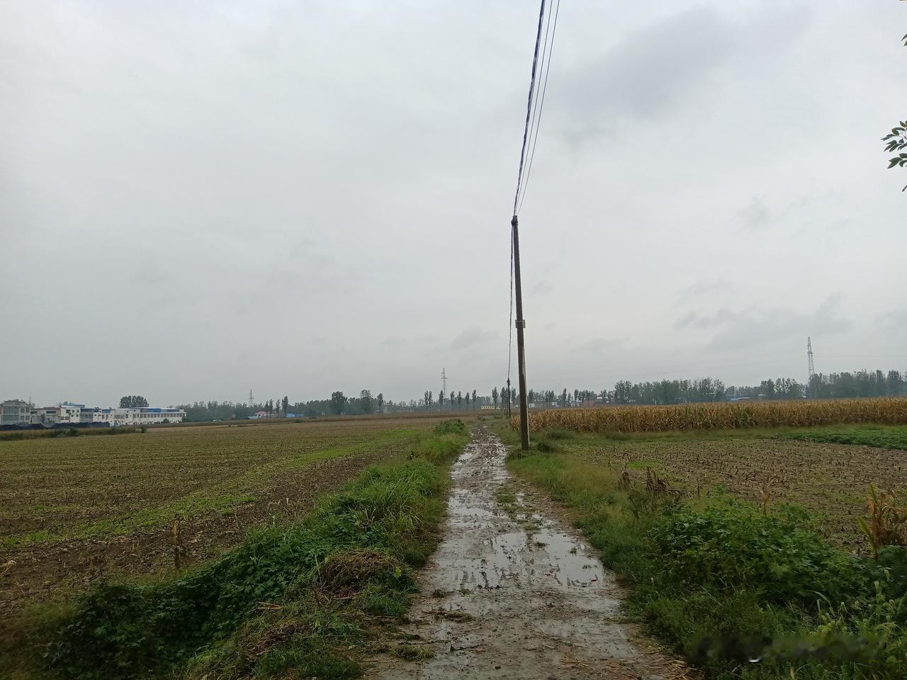 邓州秋雨连绵，已持续两周，仍然未停。
今年天气异常，七八月份，正需要雨的时候，一