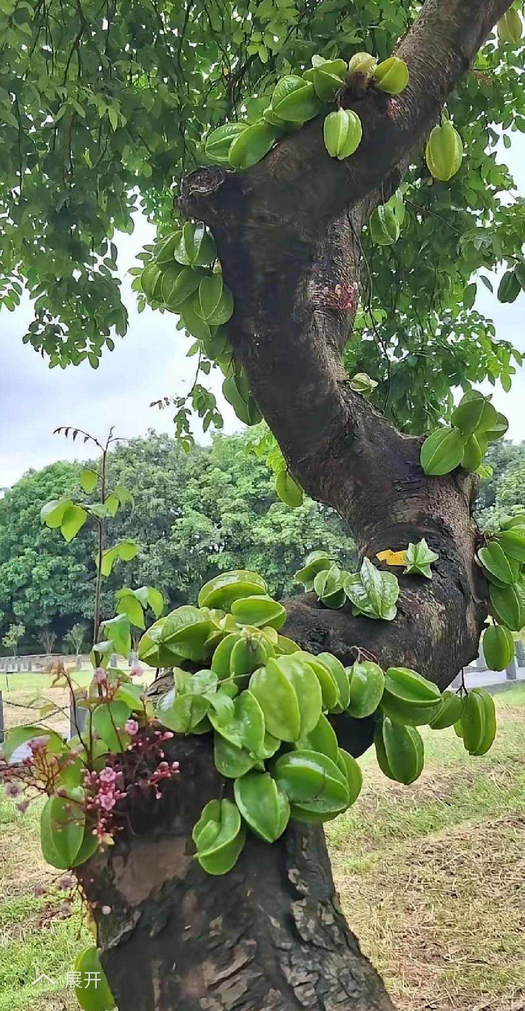 树上的叶子长得真茂盛啊！这是什么果树还开花🌸，还结果子，有认识的吗？是南方的吗