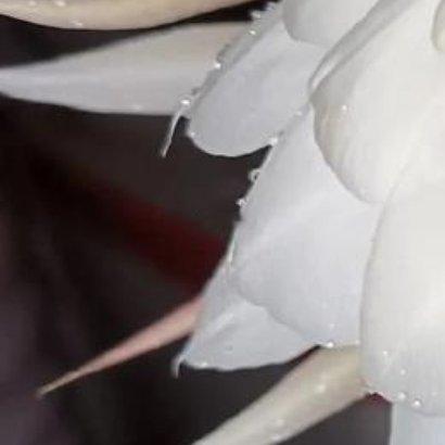 昙花的种植方法：1. 选土配盆：选疏松肥沃、排水好的腐叶土或泥炭土，掺少量沙土。